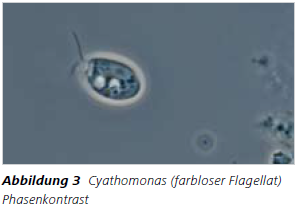 Abbildung 3 Cyathomonas (farbloser Flagellat) Phasenkontrast